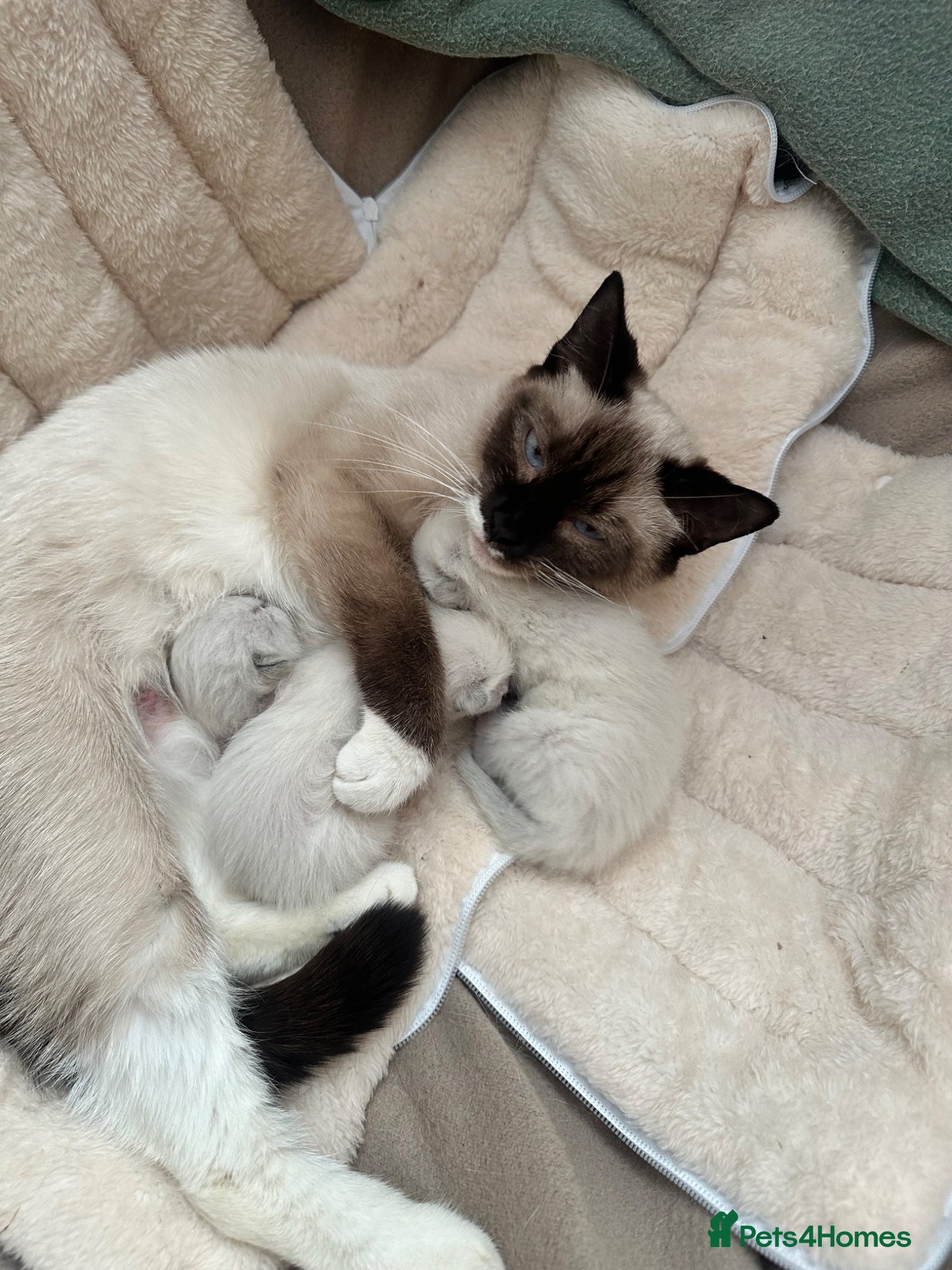 Siamese cats Siamese Kittens  - Advert 1