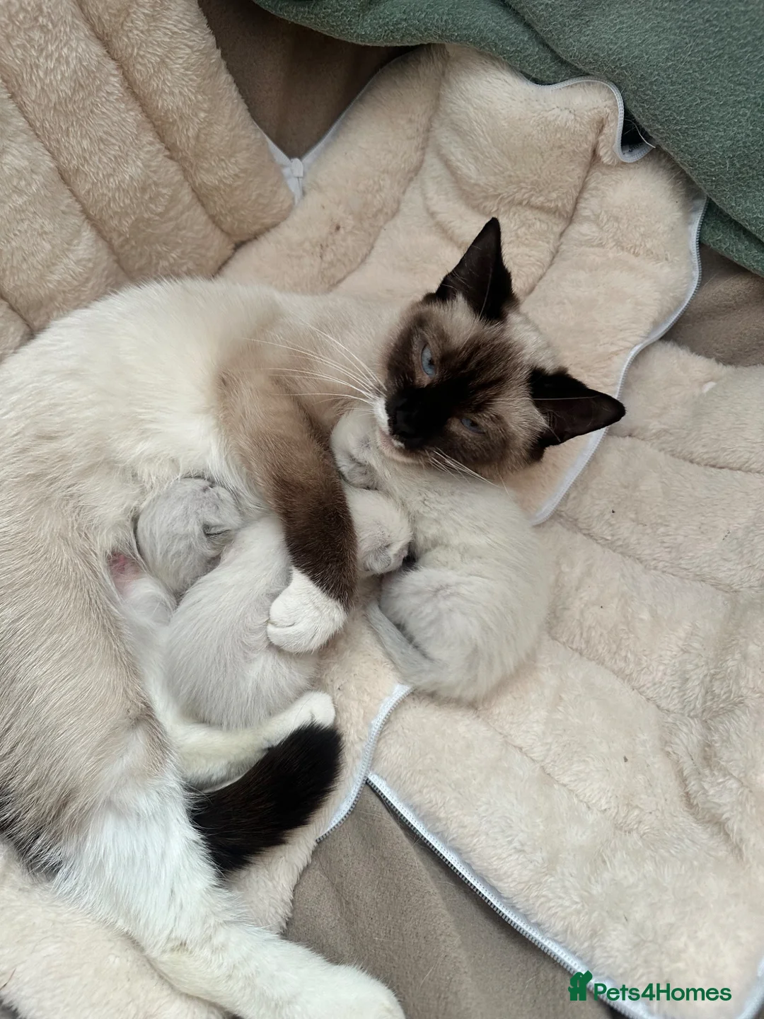 Siamese cats for sale: Siamese Kittens  in Bradford - Advert 1