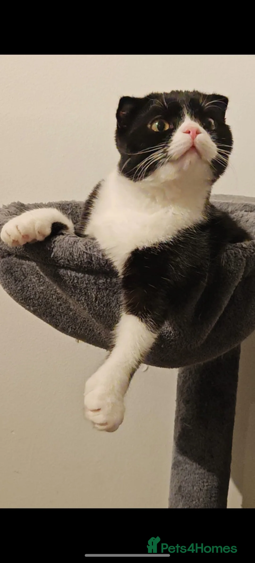 Scottish Fold cats for sale: Gorgeous 1 Year Old Scottish Fold Girl - Advert 3