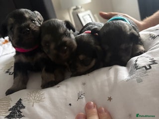 Miniature Schnauzer dogs Scrumptious kc reg pepper & salt mini schnauzers - Advert 2
