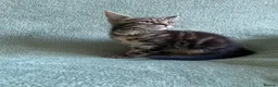 Mixed Breed cats for sale: BSH x boy kittens  - Advert 4