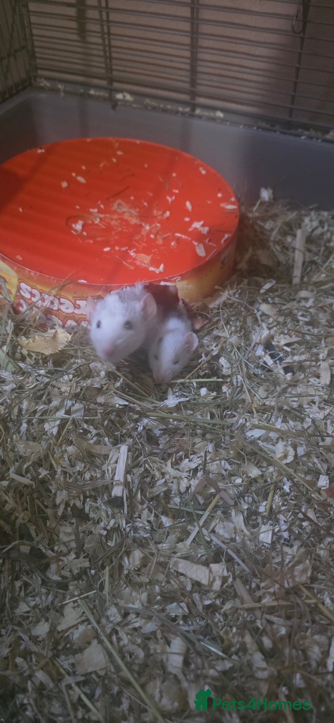 Rat rodents for sale: Fancy Rats,mice  - Advert 5