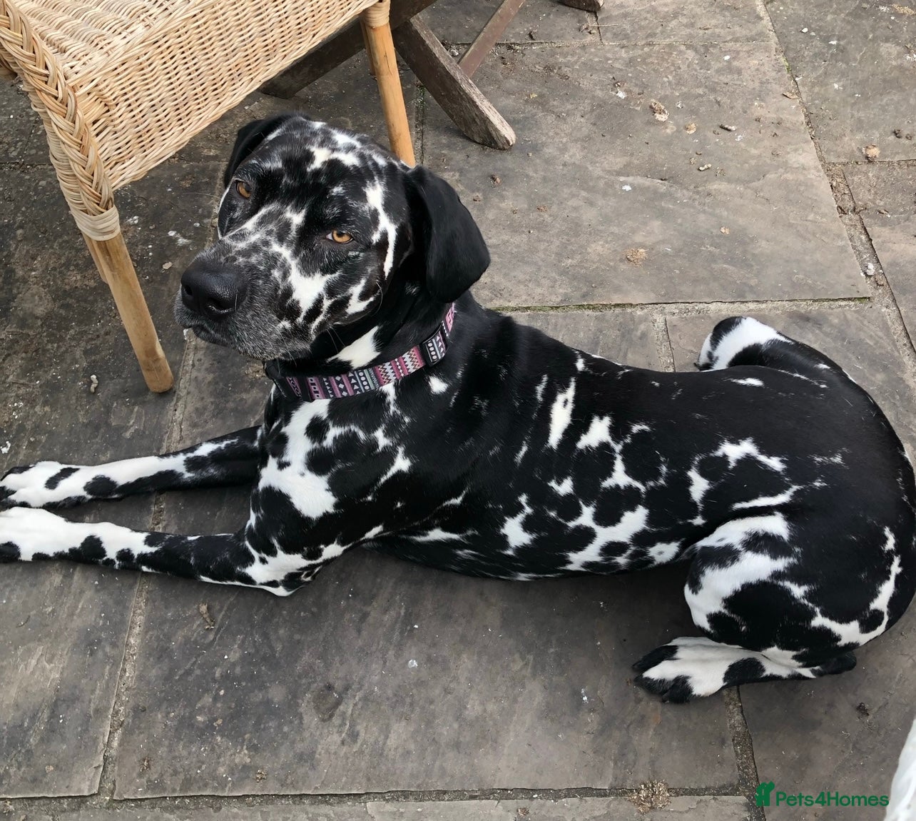 Dalmatian dogs Extra spotty stud Dalmatian 🐾 KC registered - Advert 1