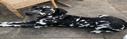 Dalmatian dogs for stud: Extra spotty stud Dalmatian 🐾 KC registered - Advert 1