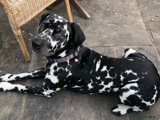 Dalmatian dogs Extra spotty stud Dalmatian 🐾 KC registered - Advert 3