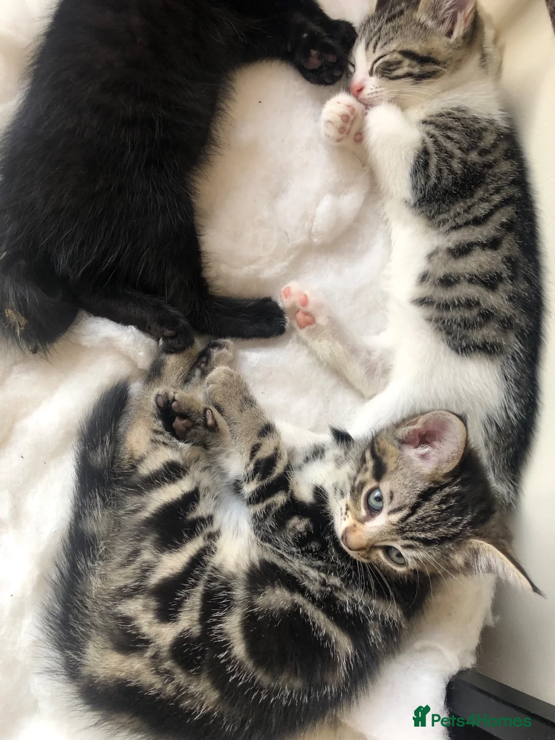 Domestic Shorthair cats for sale: Russian Blue × Bengal Mixed Kittens – 4 available - Advert 1