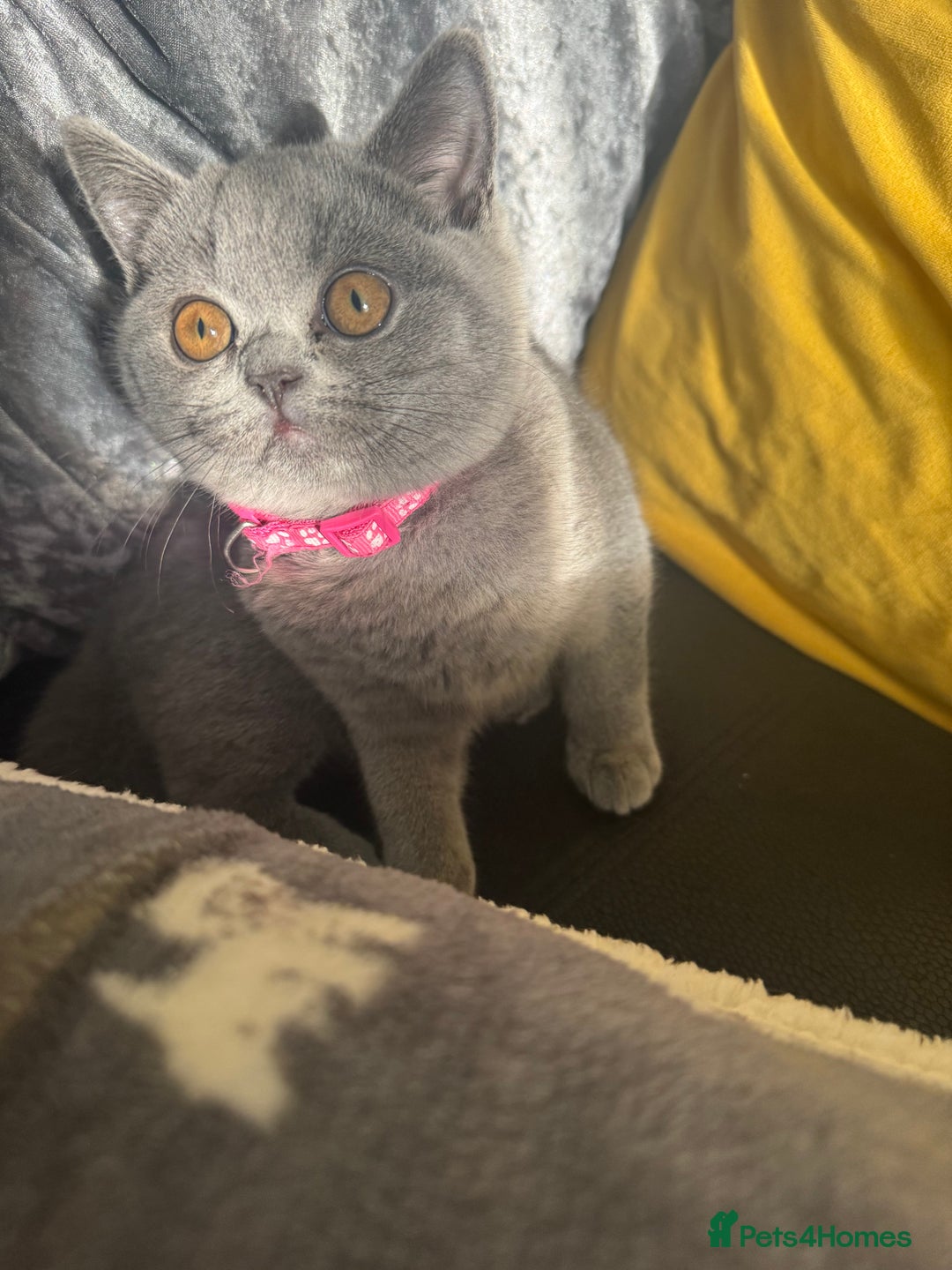 British Shorthair cats for sale: Beautiful British shorthair girl ready now - Advert 4