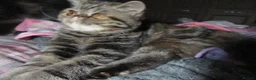 Exotic cats for sale:  Beautiful Exotic female kittens Ready now - Advert 6