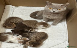 British Shorthair cats for sale: Kittens British shorthair mixed  - Image 1