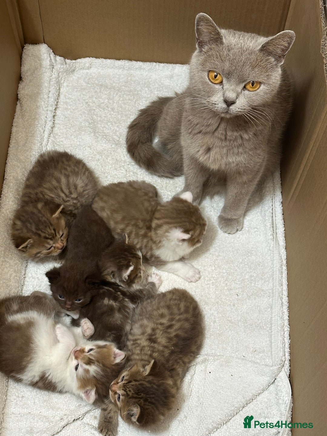 British Shorthair cats for sale: Kittens British shorthair mixed  - Image 1