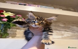 Maine Coon cats for sale: XL Russian Cubs 🇷🇺 ❤️ - Image 12