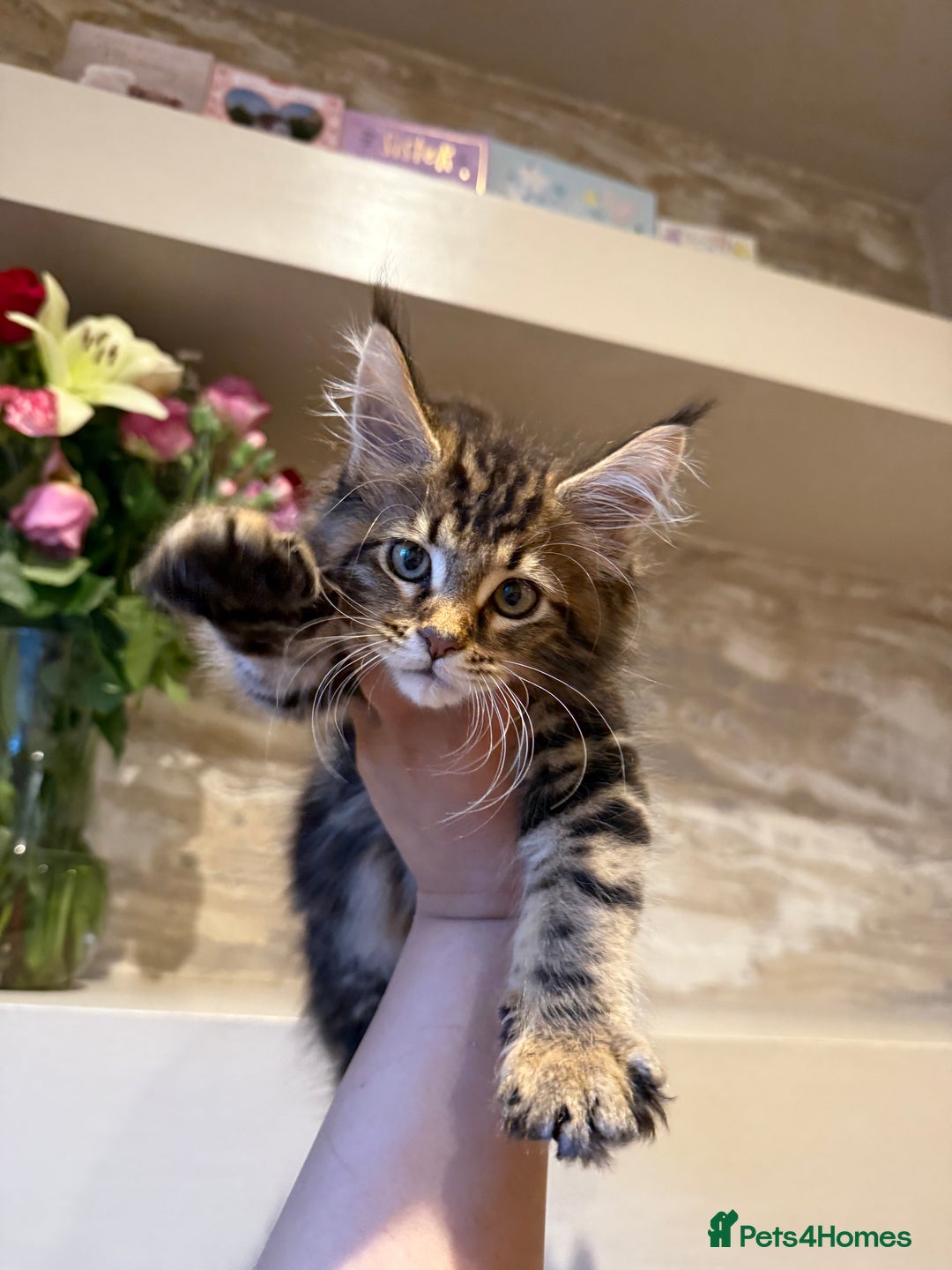 Maine Coon cats for sale: XL Russian Cubs 🇷🇺 ❤️ - Image 12