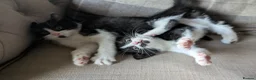 Mixed Breed cats for sale: Pixie and Pudding ready to leave  - Advert 3
