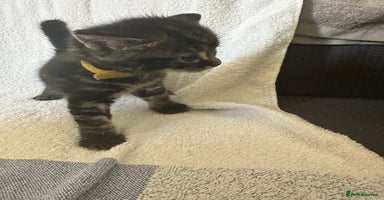 Domestic Shorthair cats - Advert 3