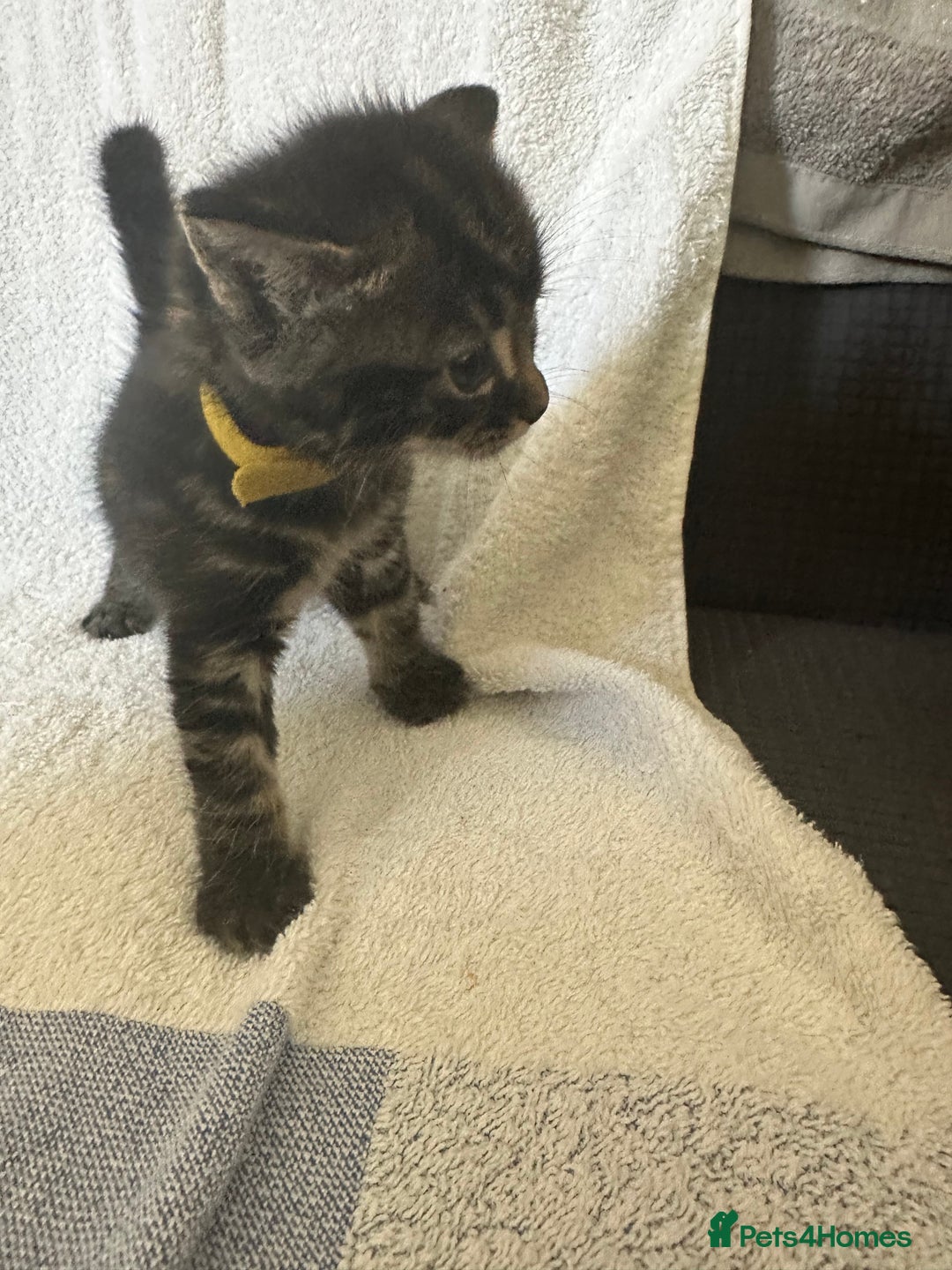 Domestic Shorthair cats for sale: Lovely tabby and black kittens - Image 3