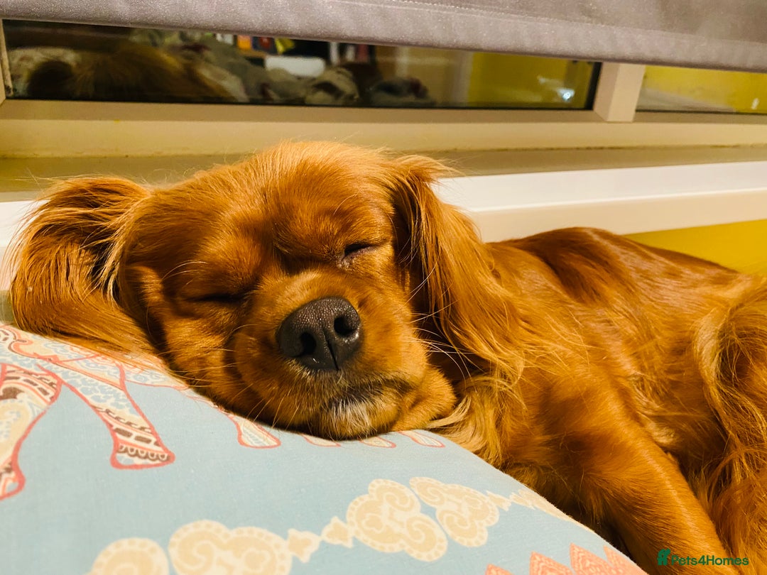 Cavalier King Charles Spaniel dogs for sale: Looking to Rehome my beloved girls. - Image 3