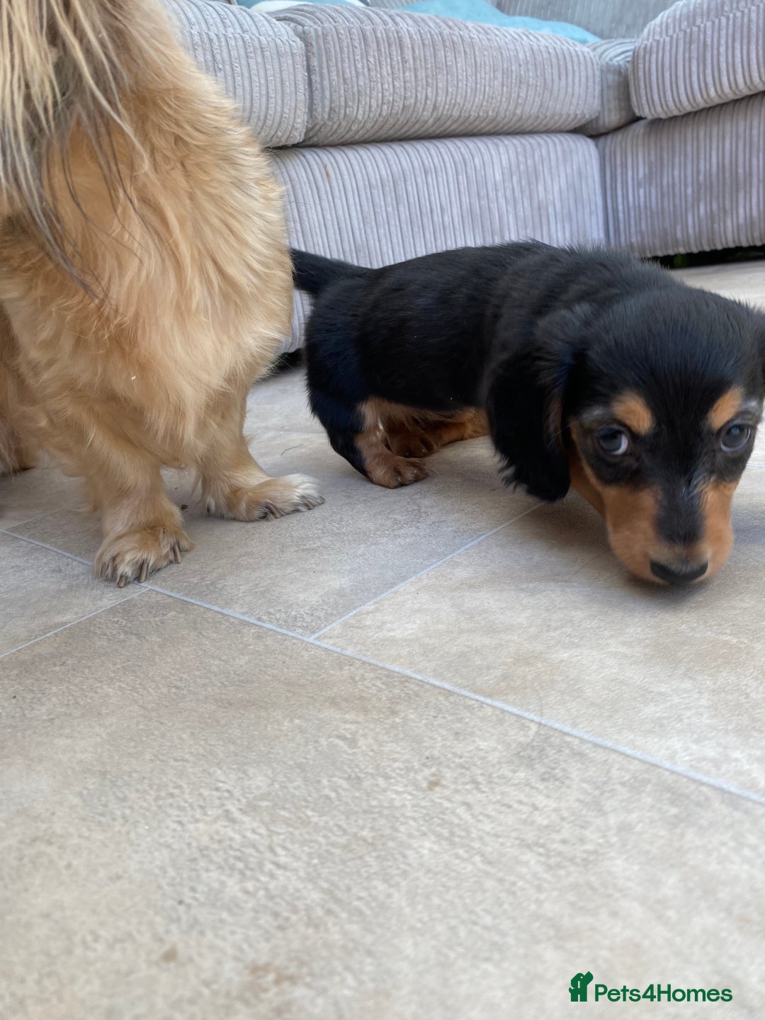Miniature Dachshund dogs for sale: KC Reg long hair mini dachshunds “Ready now” - Image 25