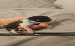 Mixed Breed cats for sale: Calico kittens  - Image 14