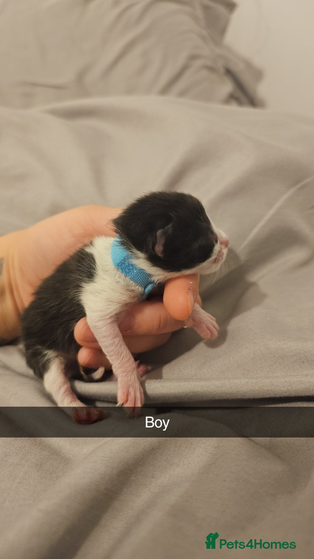 Mixed Breed cats for sale: Calico kittens  - Image 14