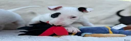 English Bull Terrier dogs for sale: Champion Bloodline English Bull Terrier Puppies - Advert 21