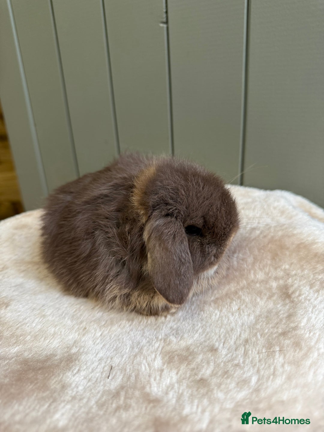 Mini Lop rabbits for sale: 🖤🩶🤎 Gorgeous Pure Bred Mini Lops 🖤🩶🤎 - Advert 5