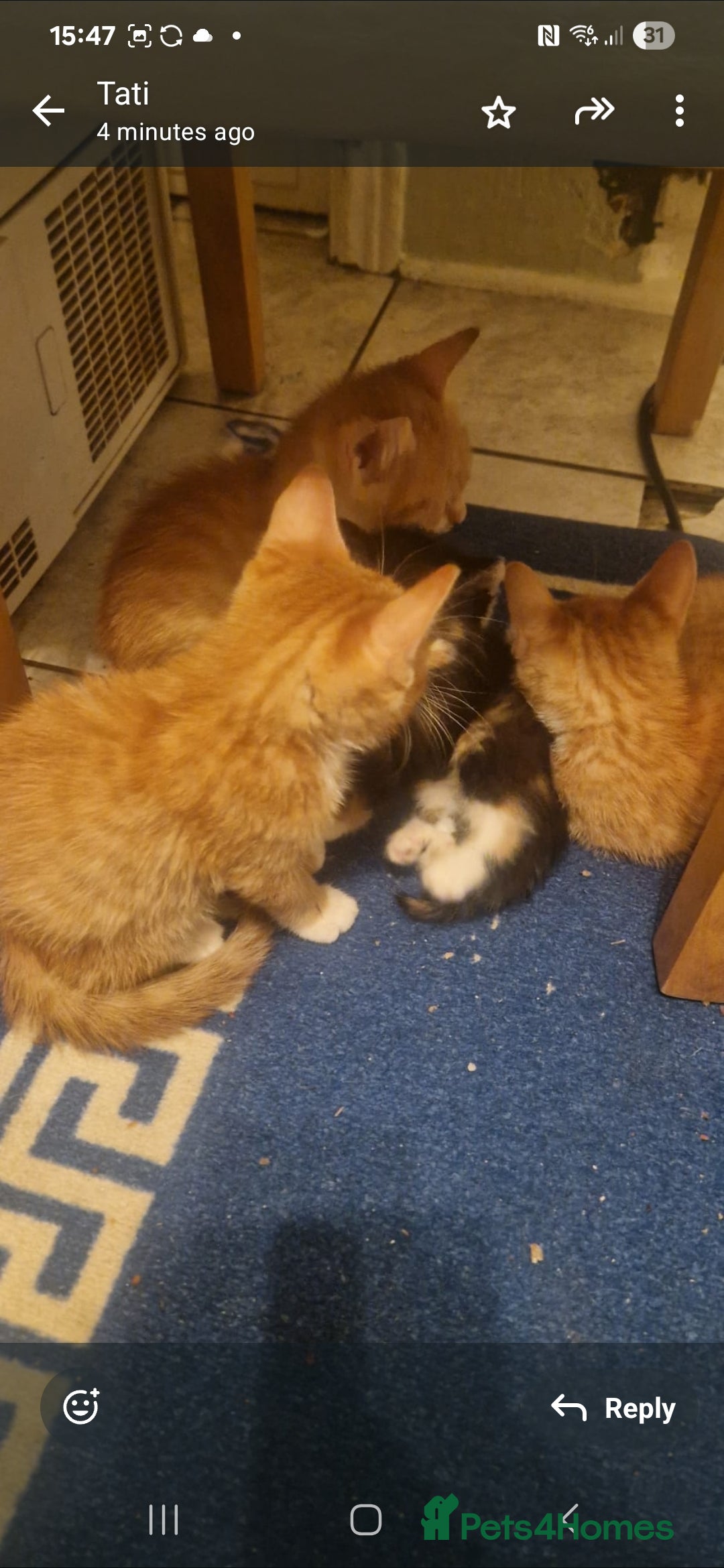 Mixed Breed cats for sale: 4 little kittens ( 3 ginger males+1 calico girl) - Image 8