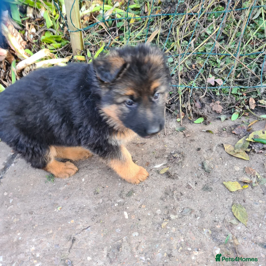 German Shepherd dogs for sale: Straight backed German Shepherd  - Advert 10