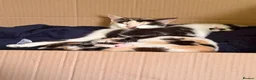 Mixed Breed cats for sale: (Ready Now) Mixed Breed Kittens in Northampton - Advert 1