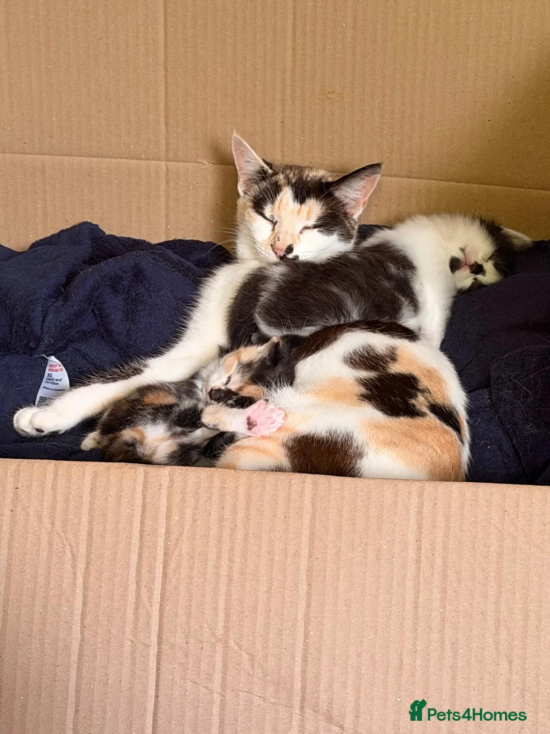 Mixed Breed cats for sale: (Ready Now) Mixed Breed Kittens in Northampton - Advert 1