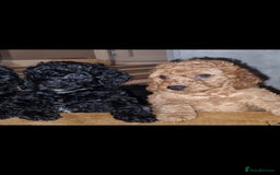 Cockapoo dogs for sale: F2 cockapoo puppies - Image 2