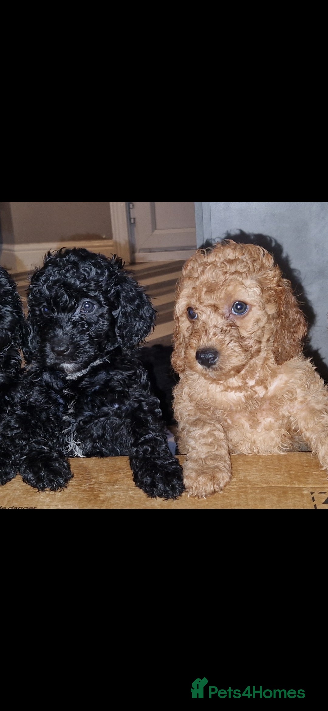Cockapoo dogs for sale: F2 cockapoo puppies - Image 2