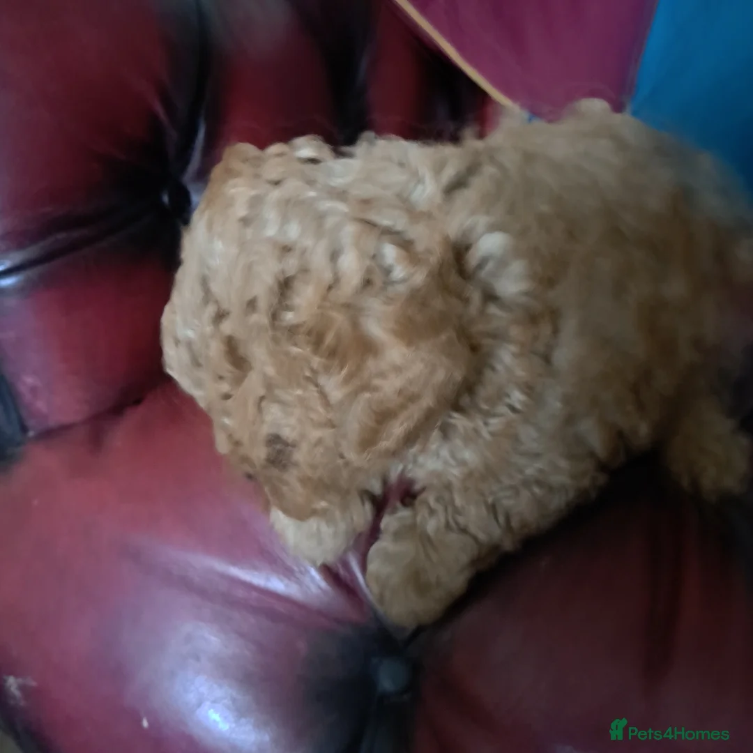 Toy Poodle dogs for sale: beautiful red girl kc reg 1600 - Advert 2