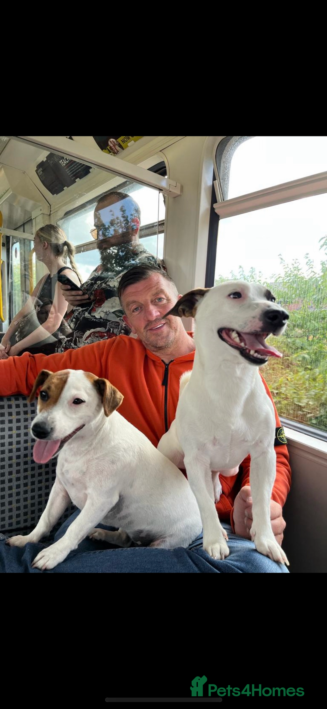 Jack Russell dogs for stud: Jack Russell For Stud - Advert 6