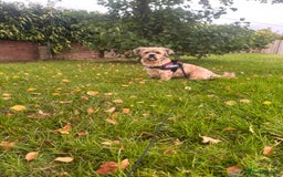 Lhasa Apso dogs for sale: Lhasa Apso Male - Image 3