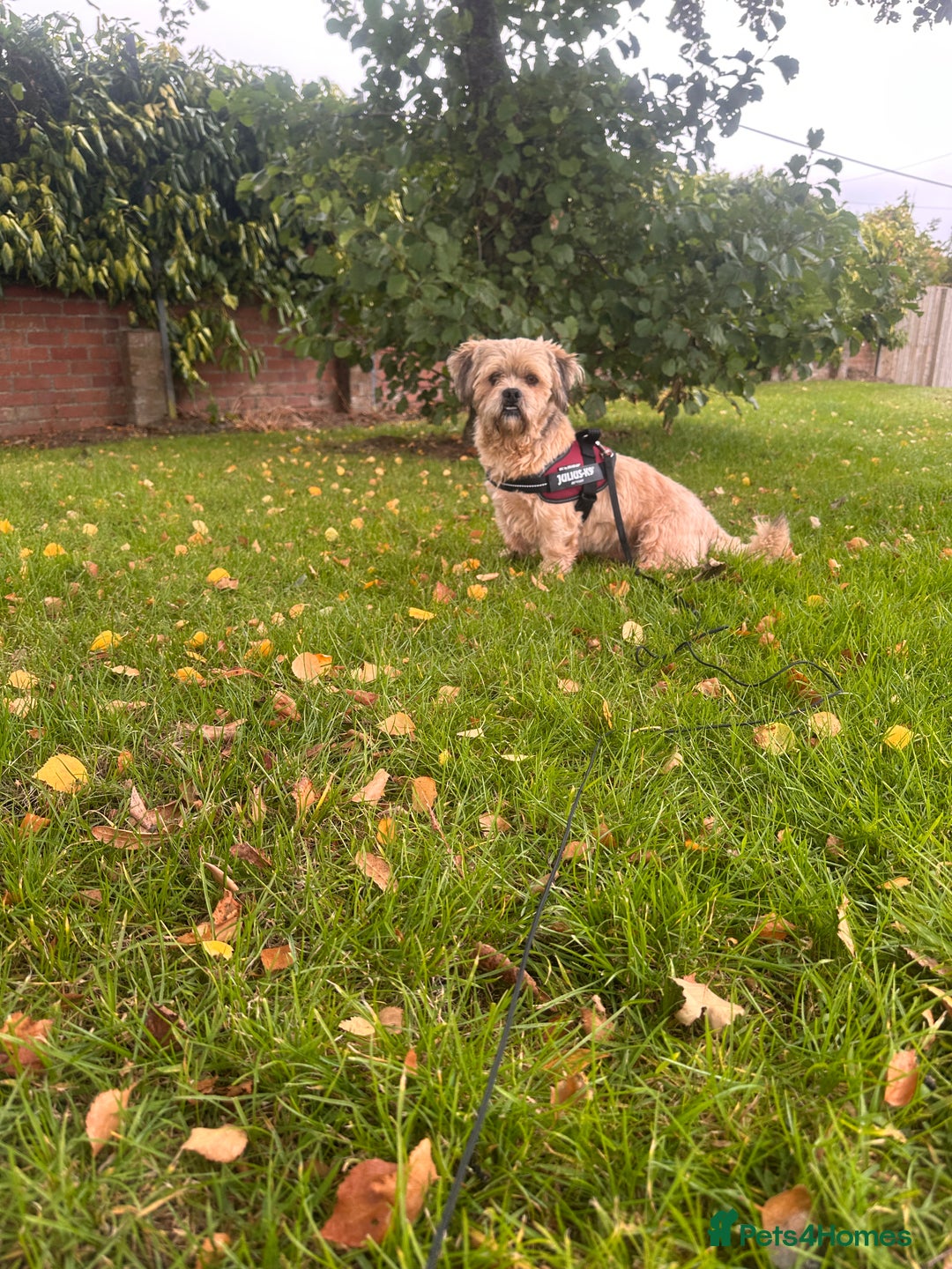 Lhasa Apso dogs for sale: Lhasa Apso Male - Image 3