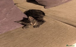 Mixed Breed cats for sale: Cute tabby kittens - Advert 9
