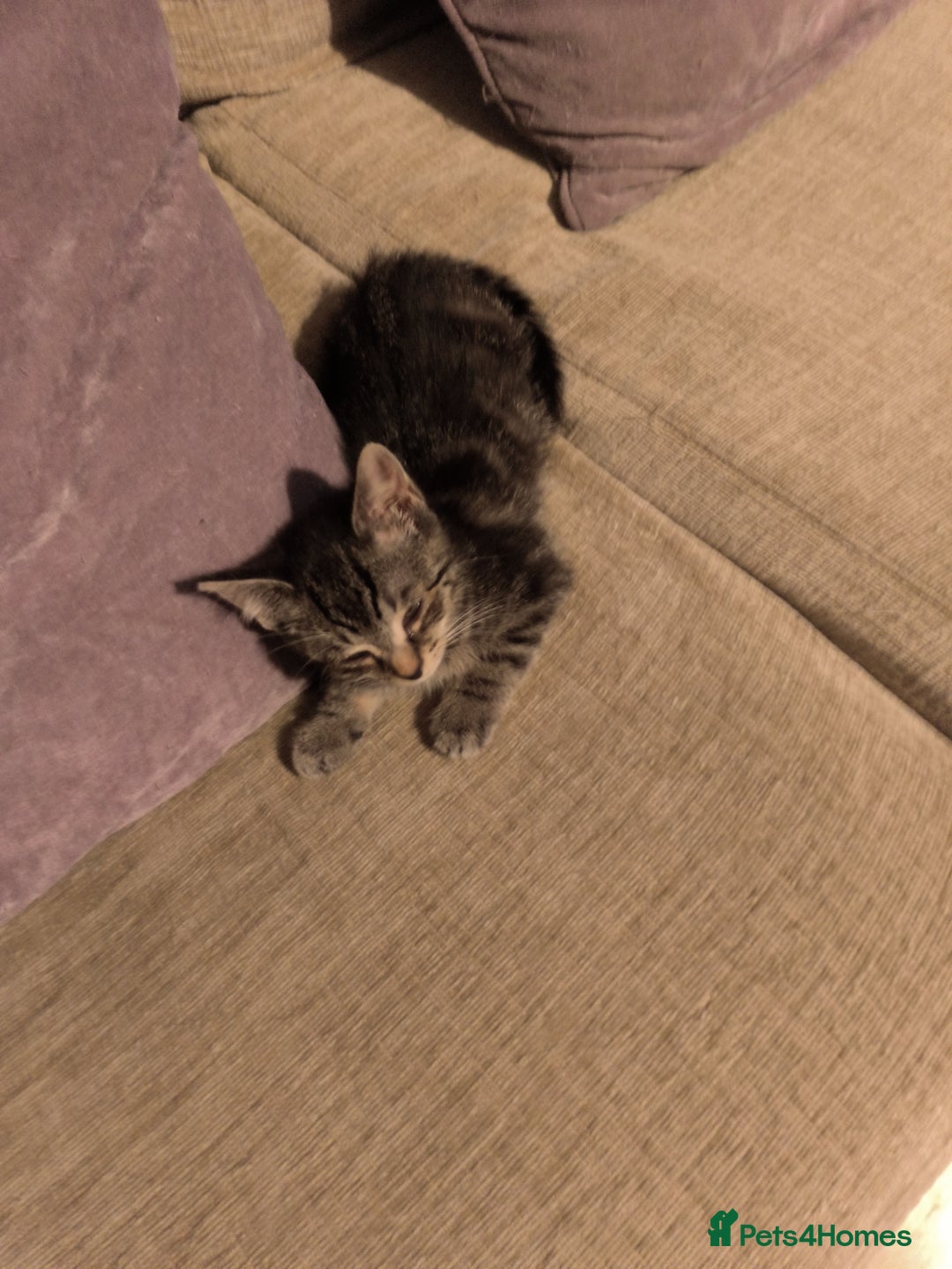 Mixed Breed cats for sale: Cute tabby kittens - Advert 9