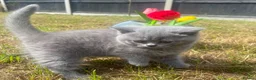 British Shorthair cats for sale: British short hair kittens for sale - Advert 1
