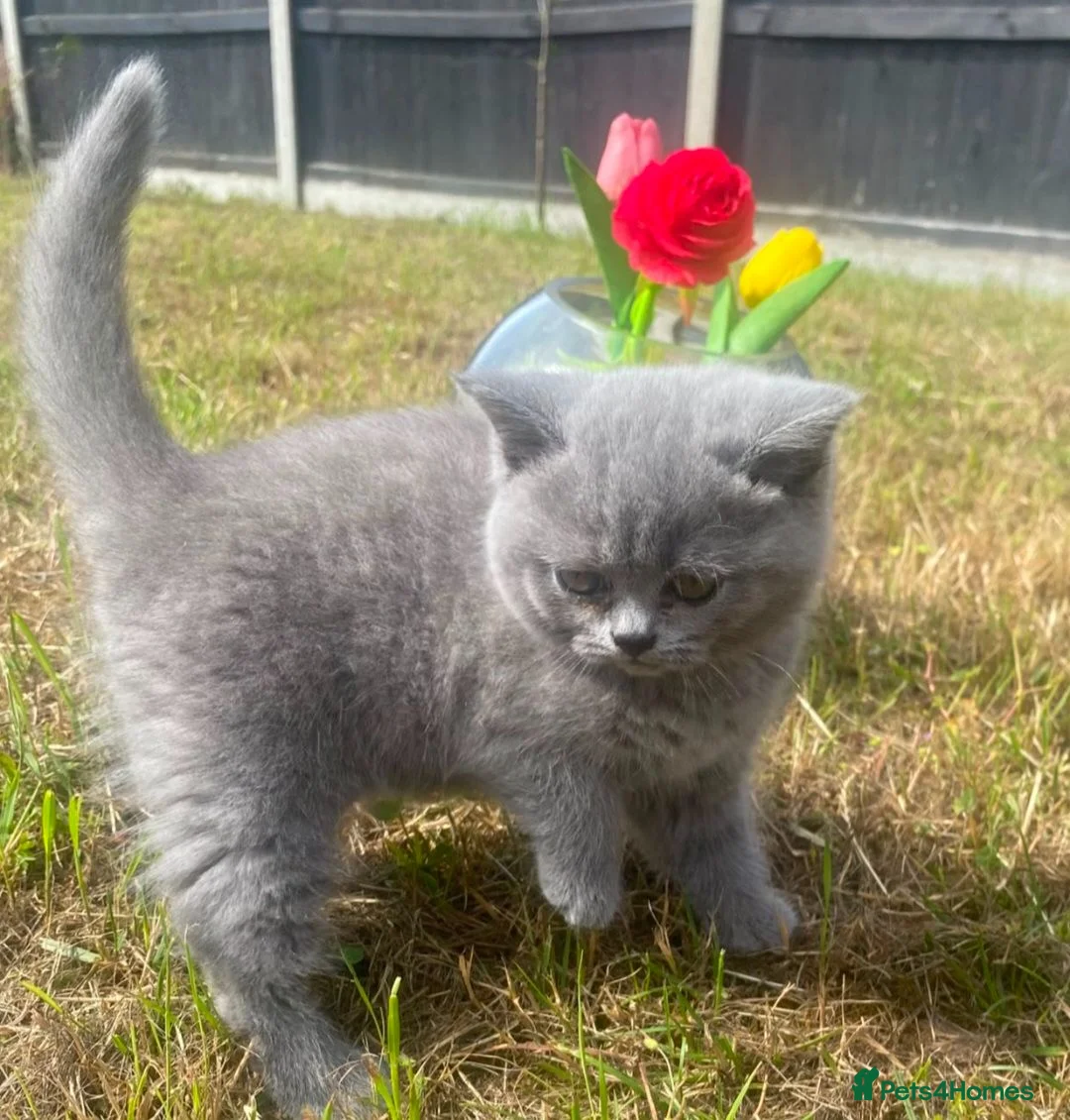 British Shorthair cats for sale: British short hair kittens for sale - Advert 1