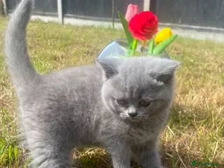 British Shorthair cats British short hair kittens for sale - Advert 3