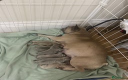 French Bulldog dogs for sale: French Bulldog🩷-Price Reduction-Open to offers!! - Image 4