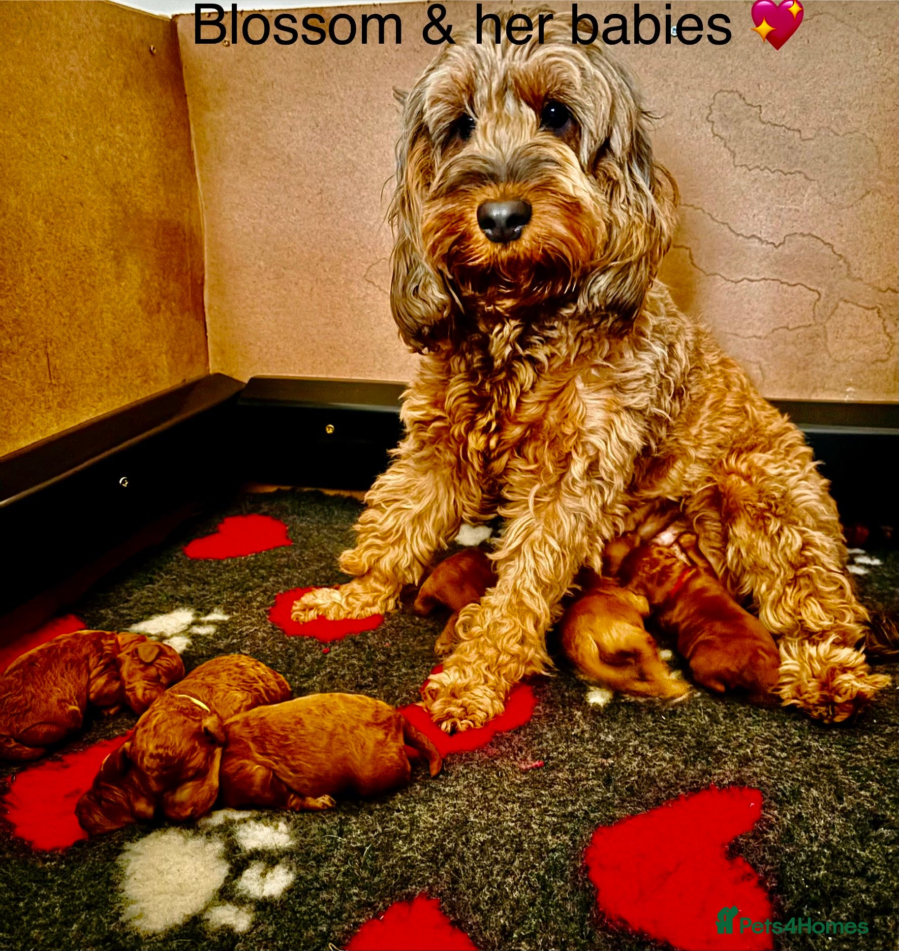 Cockapoo dogs for sale: 6 beautiful F1B cockapoo’s for sale  - Advert 1