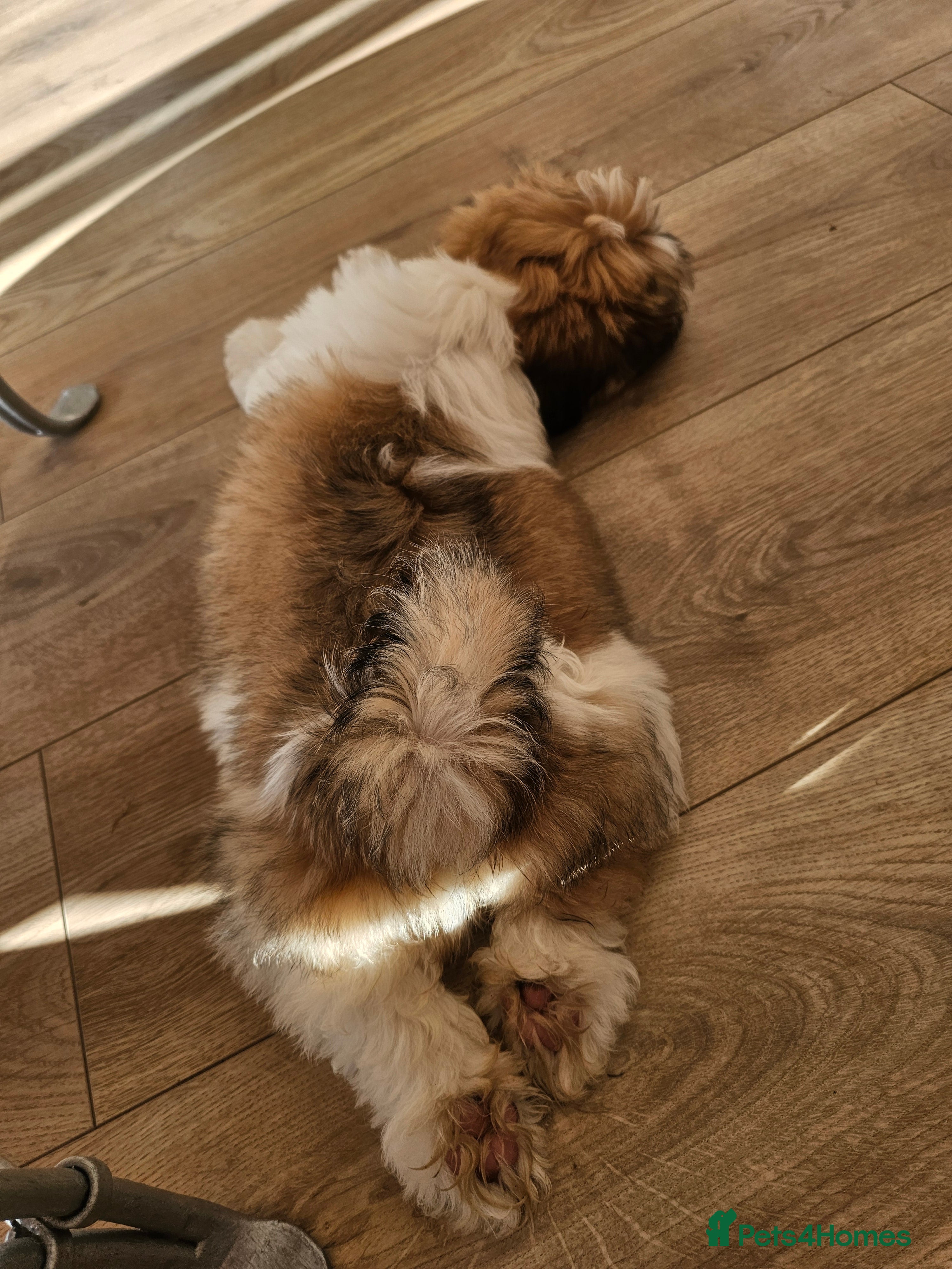 Lhasa Apso dogs KC registered Lhasa Apso Puppy Boy PRA4 clear - Advert 2