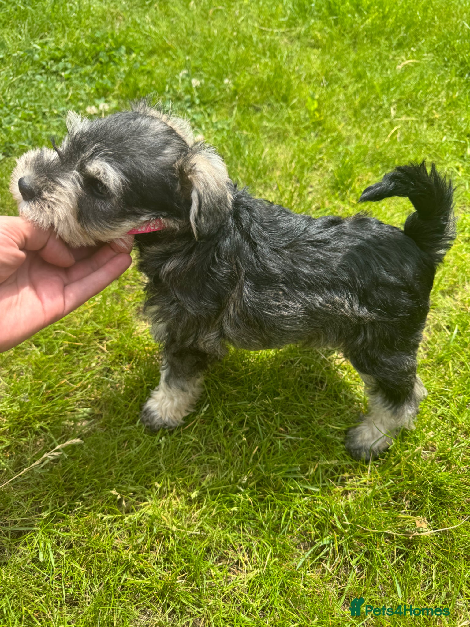 Miniature Schnauzer dogs 💚💛 1 KC Girl left 💛💚🐾🐶 - Advert 2