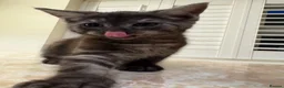 Mixed Breed cats for sale: 3 Dark grey mixed persian chinchilla kittens - Advert 22