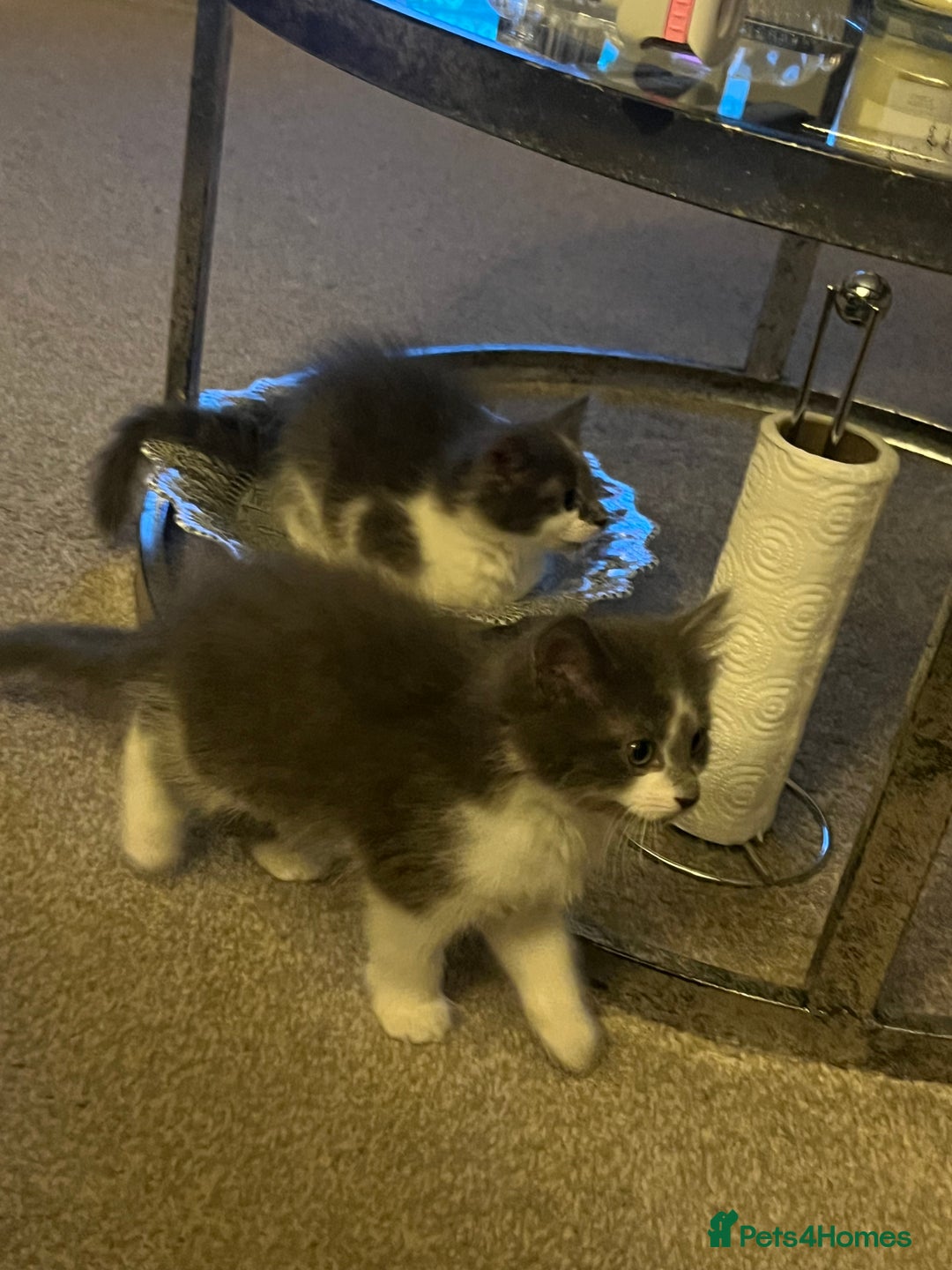 Ragdoll cats for sale: Two Male grey and white Rag-dolls  - Image 12