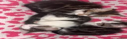 Mixed Breed cats for sale: Gorgeous kittens in Dukinfield - Advert 15