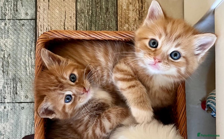 Mixed Breed cats - Advert 2