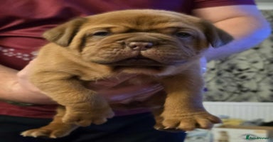 Dogue De Bordeaux dogs - Advert 10