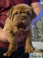 Dogue De Bordeaux dogs Outstanding Chunky KC DDB Puppies - Advert 2